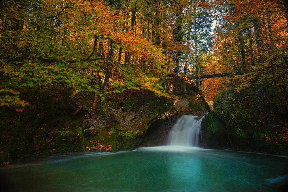 Free green forest by the water photo, public domain nature CC0 image.