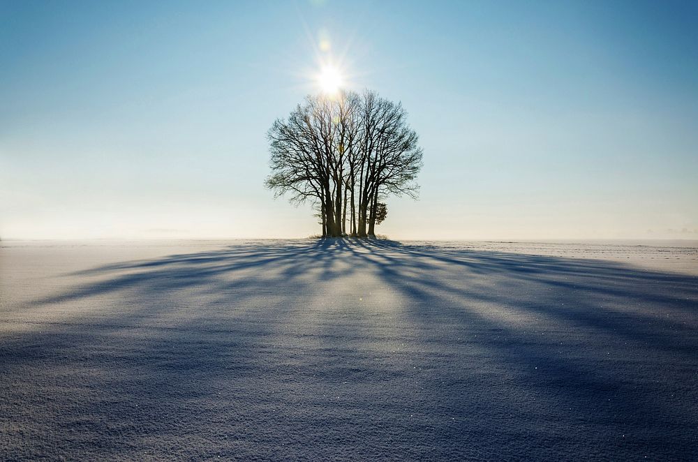 Free winter treeimage, public domain white CC0 photo.