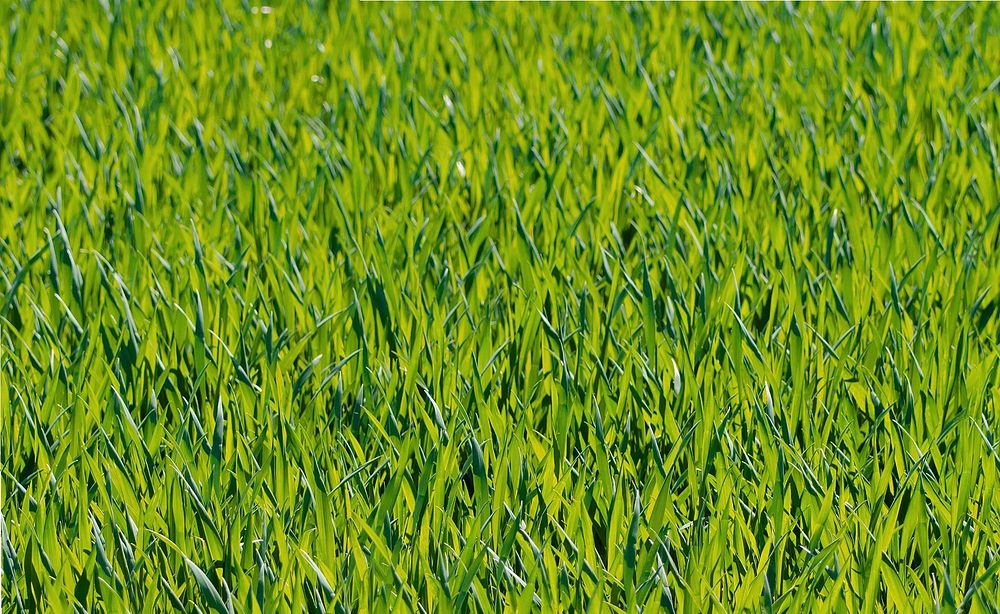 Free grass field image, public domain nature CC0 photo.