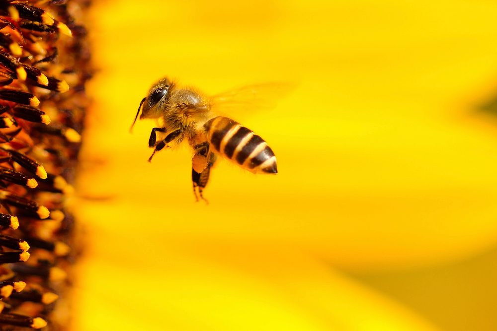 Free macro bee flying to sun flower image, public domain animal CC0 photo.