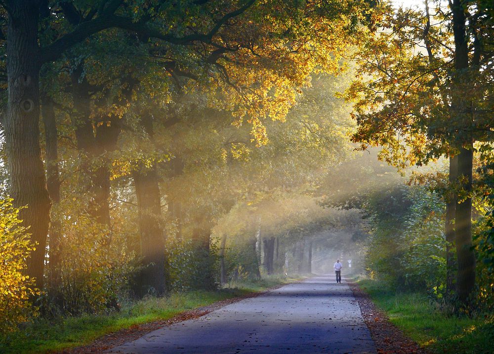 Free autumn fall road with orange leaves photo, public domain nature CC0 image.