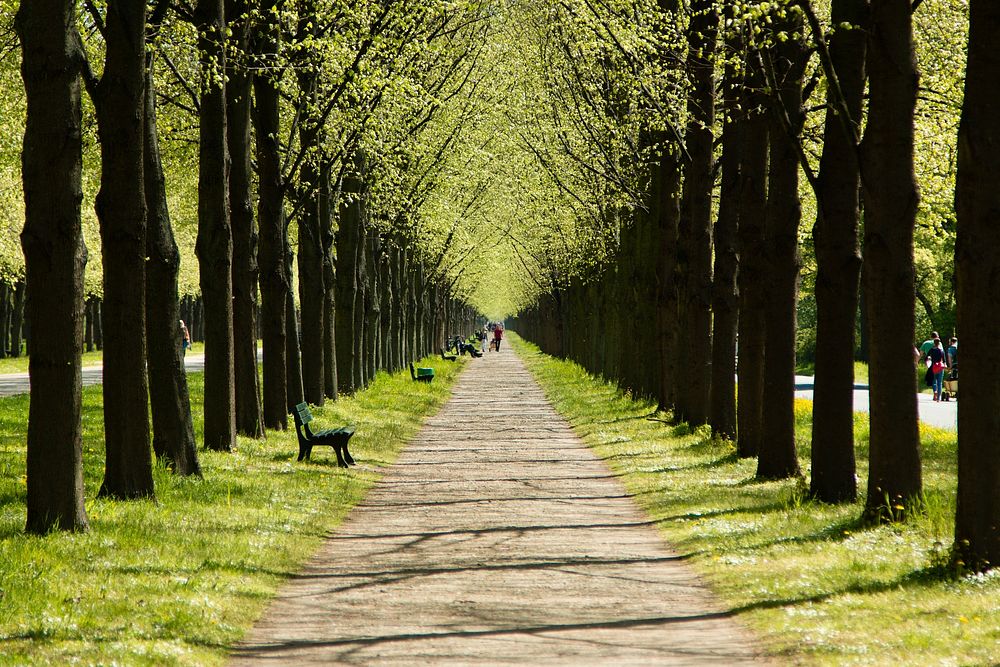 Free lane with trees photo, public domain nature CC0 image.