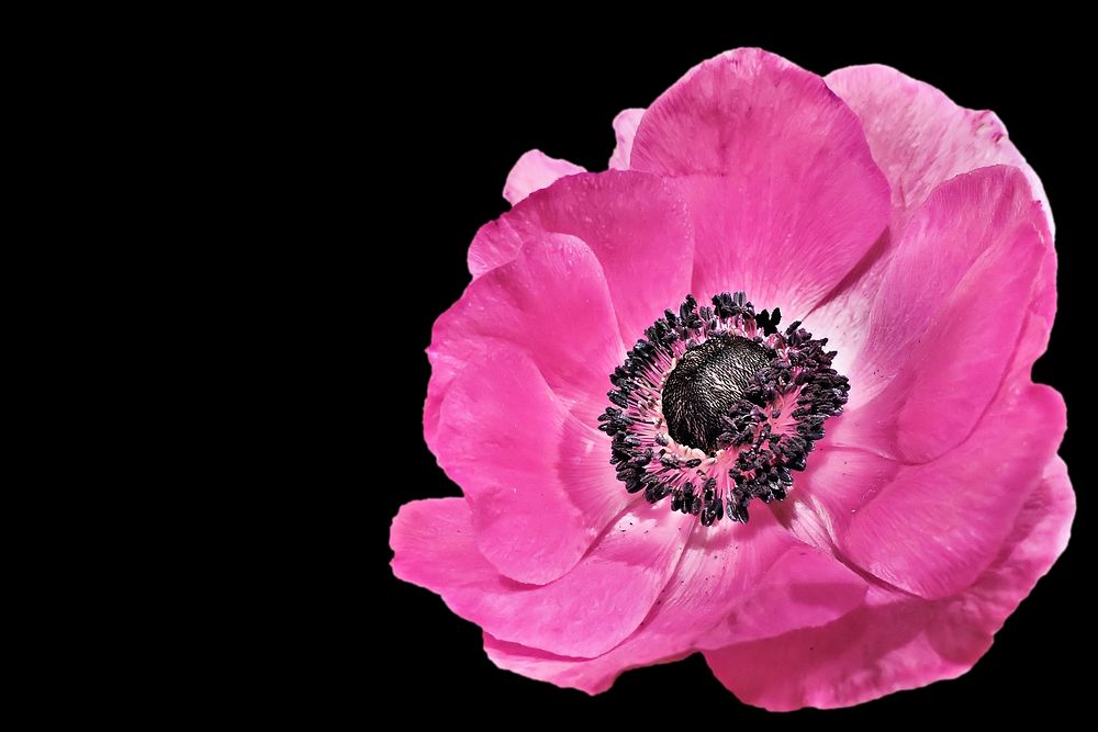 Free pink poppy image, public domain flower CC0 photo.