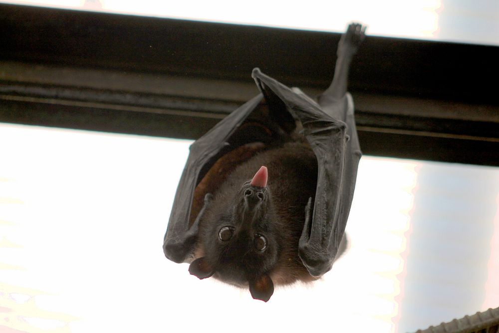 Free bat image, public domain animal CC0 photo.