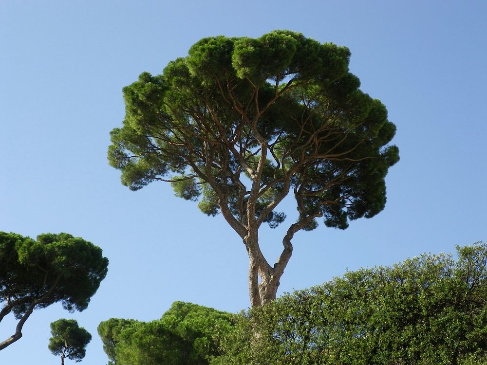 Free lone tree image, public domain botanical CC0 photo.