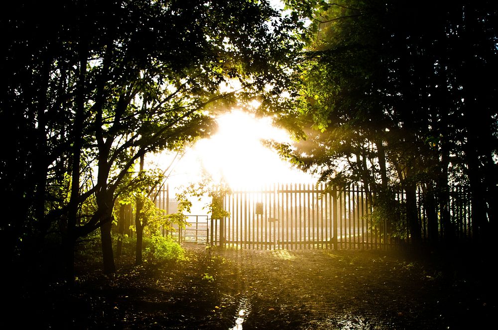 Free sun glare in forest image, public domain nature CC0 photo.
