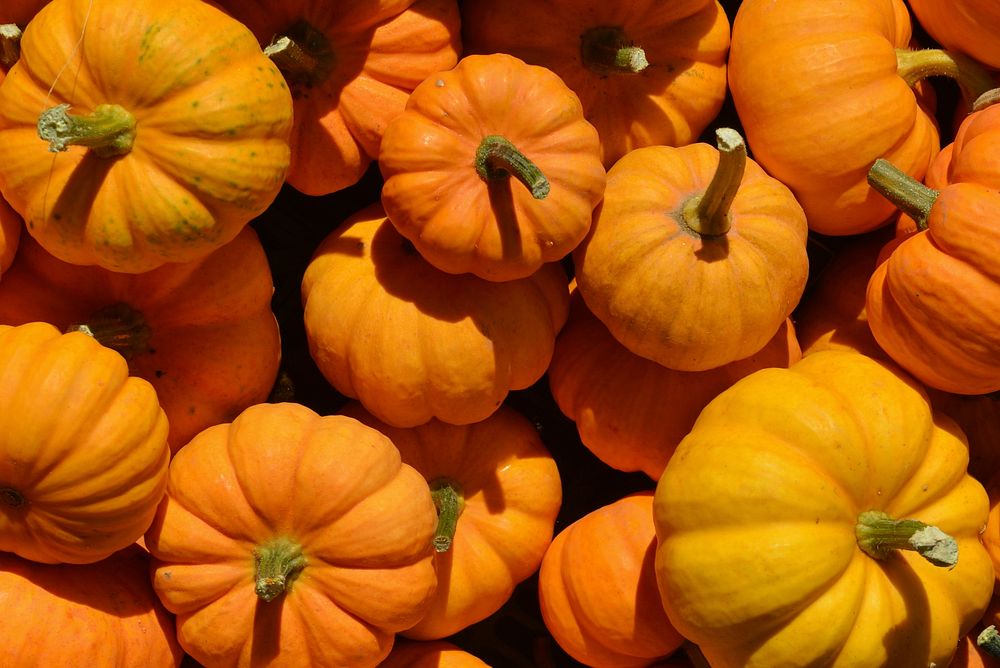 Free bunch of  pumpkins image, public domain food CC0 photo.
