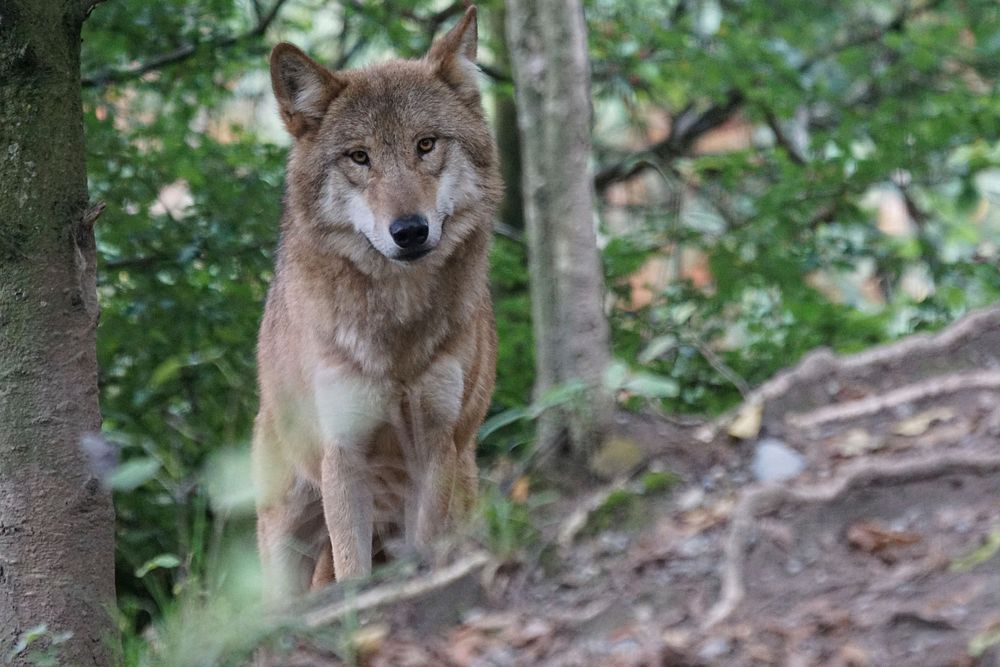 Free wolf in forest image, public domain animal CC0 photo.