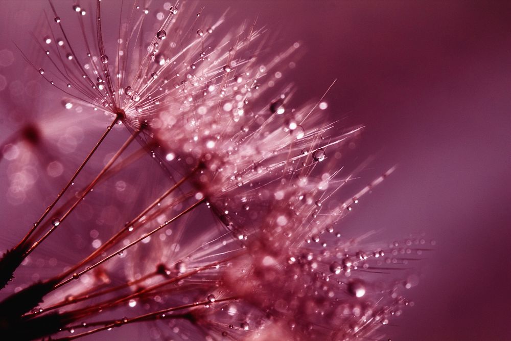 Free wet dandelion macro image, public domain flower CC0 photo.