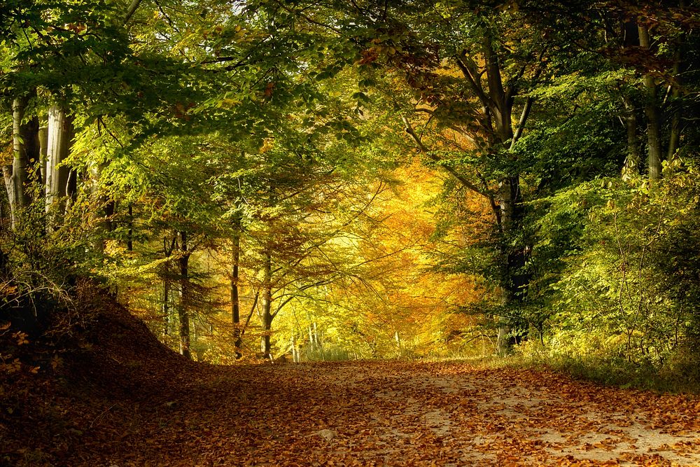 Free autumn scenery image, public domain seasons CC0 photo.
