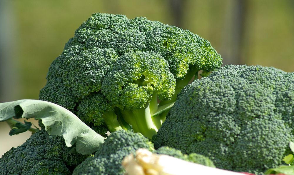 Free broccoli image, public domain food CC0 photo.