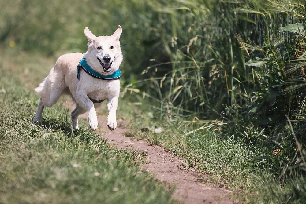 Free white dog wearing blue leash running on dirt road image, public domain animal CC0 photo.