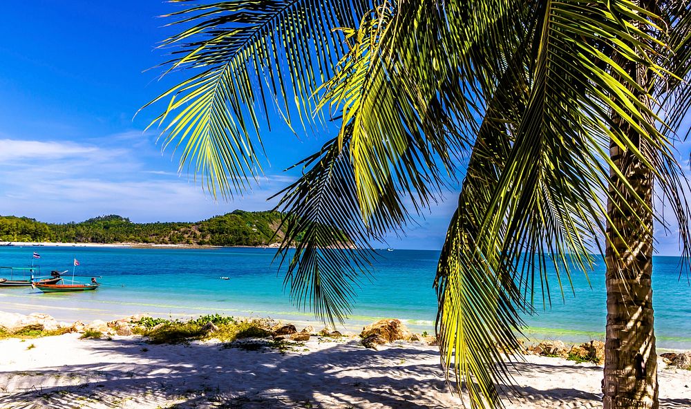 Sunny beach with palm tree, blue sky background, free public domain CC0 photo.