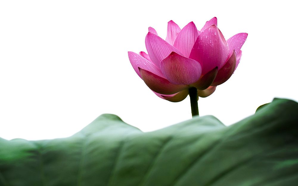 Free pink lotus image, public domain flower CC0 photo.