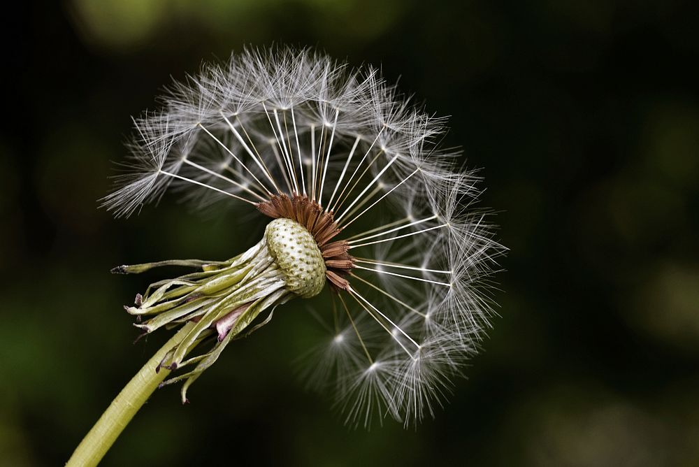 Free dandelion image, public domain flower CC0 photo.