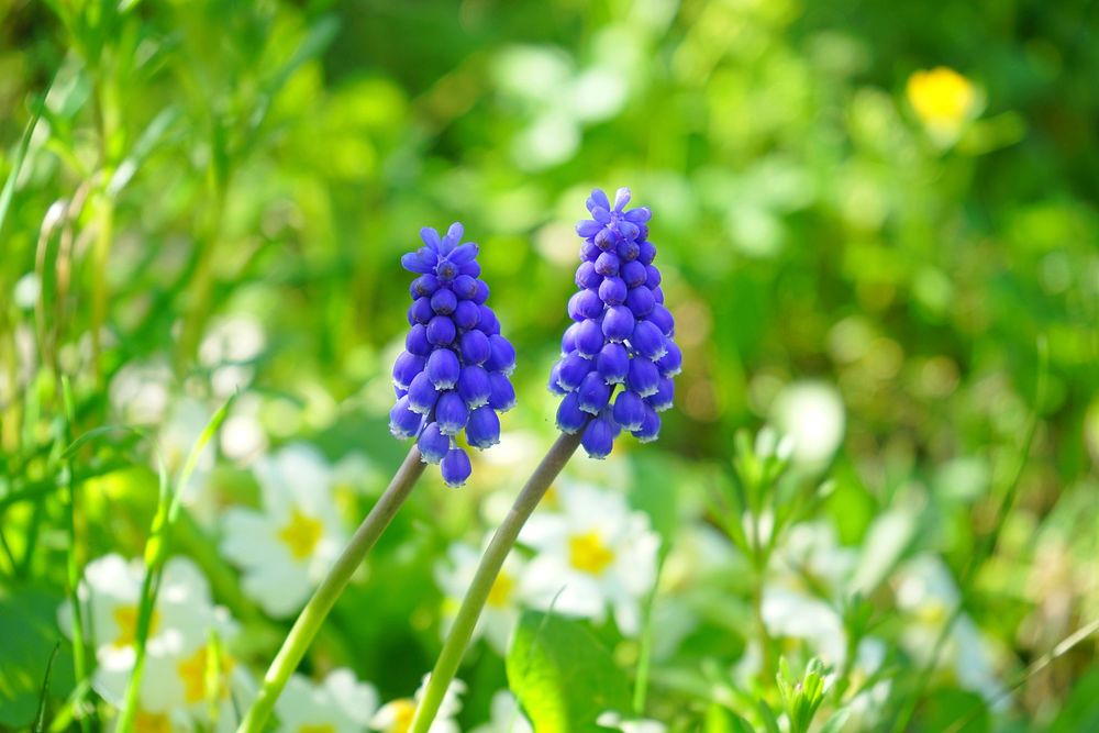 Free grape hyacinth image, public domain flower CC0 photo.