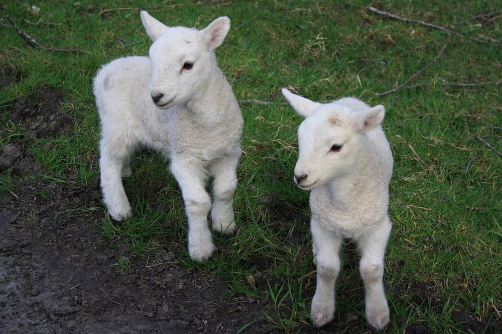 Free two baby sheep standing on grass field image, public domain animal CC0 photo.