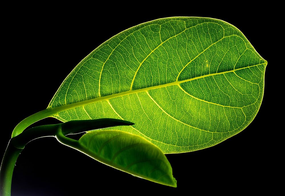 Free green leaf image, public domain nature CC0 photo.