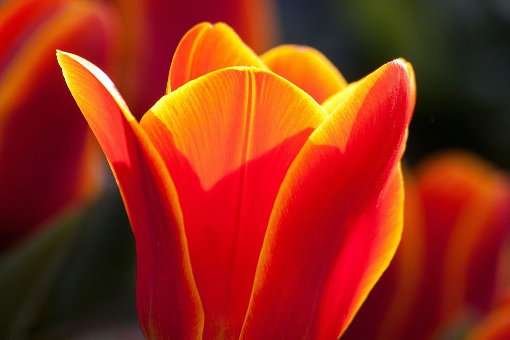Tulips. Free public domain CC0 photo.
