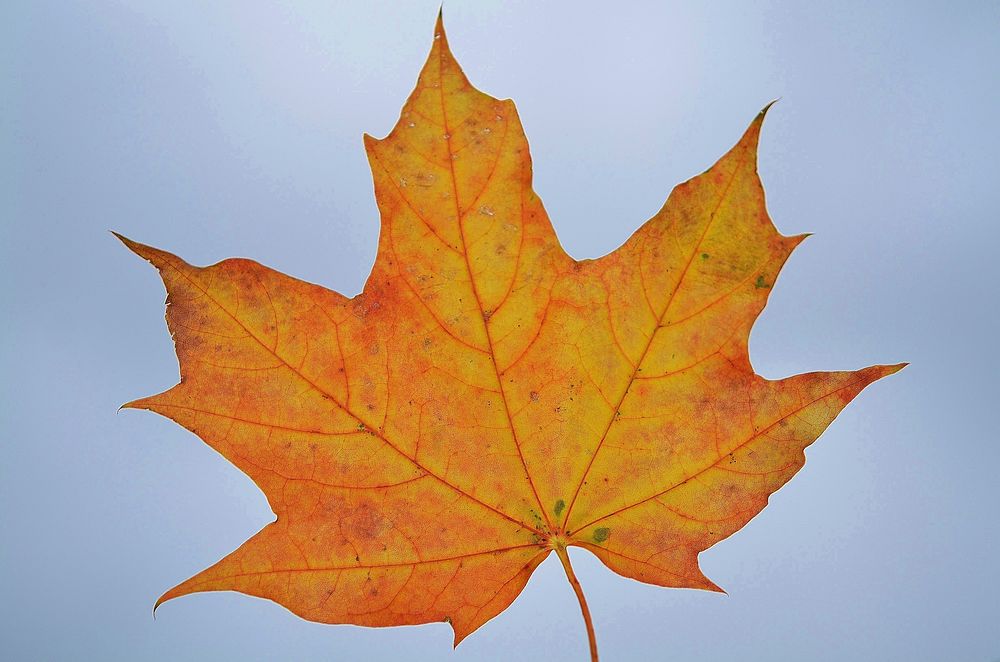 Free closeup on autumn leaf photo, public domain nature CC0 image.