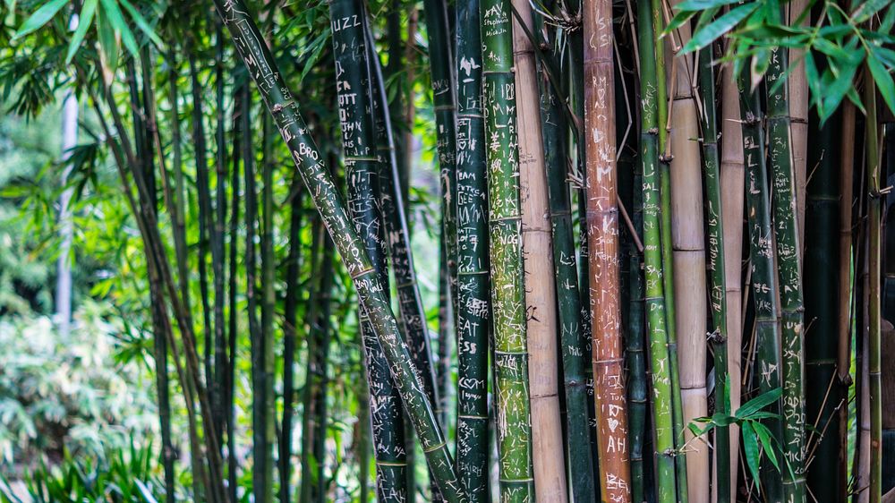 Free bamboos close up image, public domain nature CC0 photo.