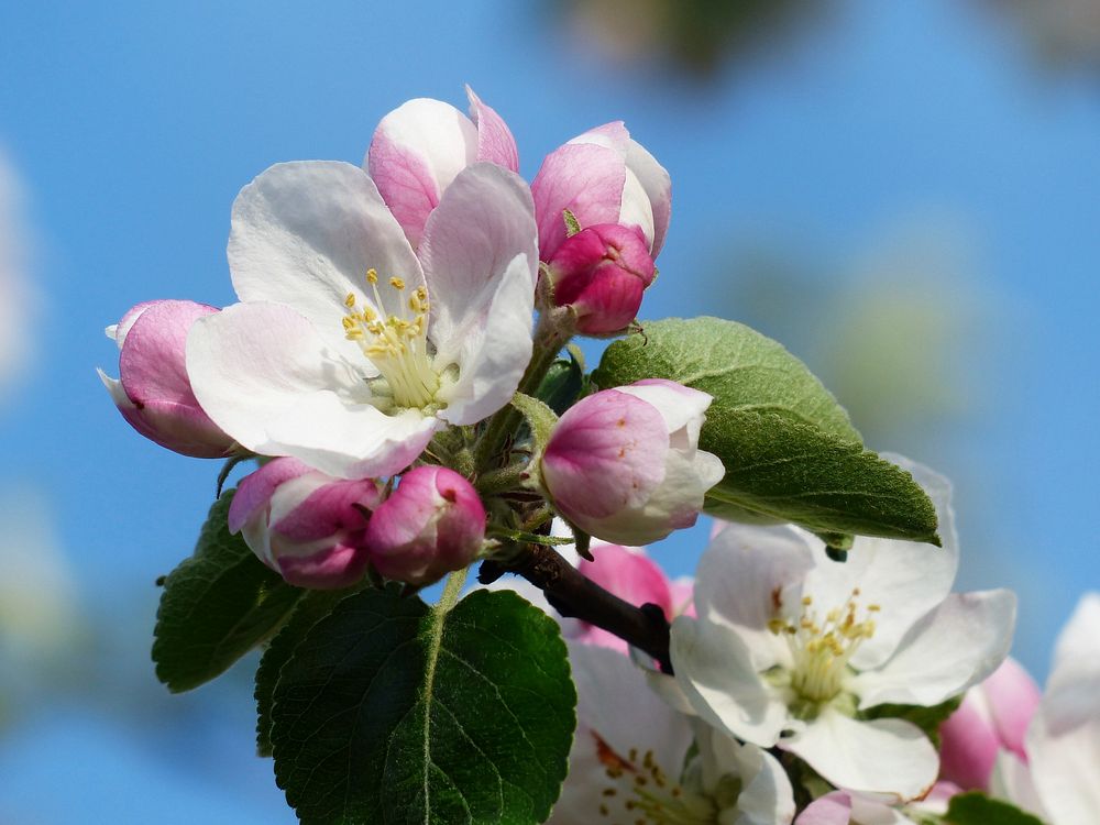 Free white apple blossom image, public domain flower CC0 photo.