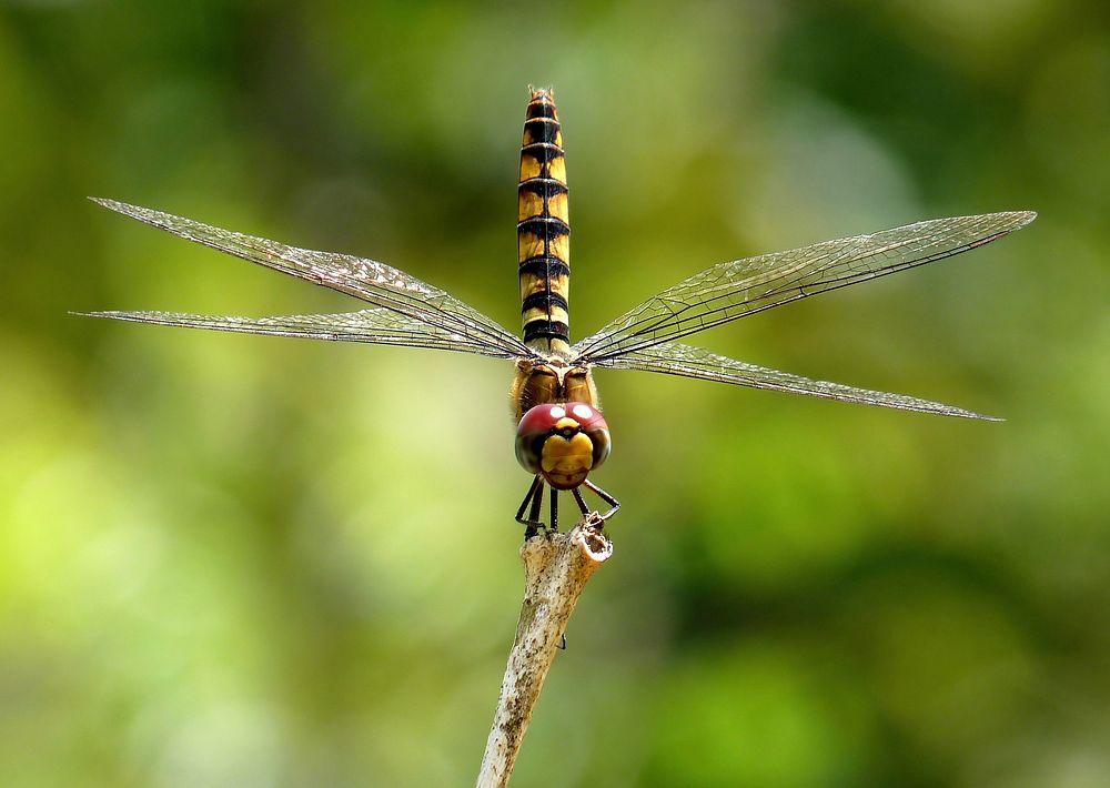 Free close up dragonfly on stick, public domain animal CC0 photo.