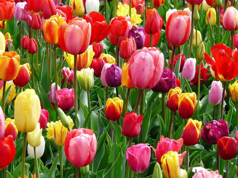 Free tulip image, public domain flower CC0 photo.