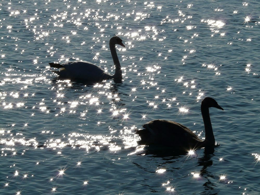 Free 2 swans floating on sparkling water image, public domain animal CC0 photo.