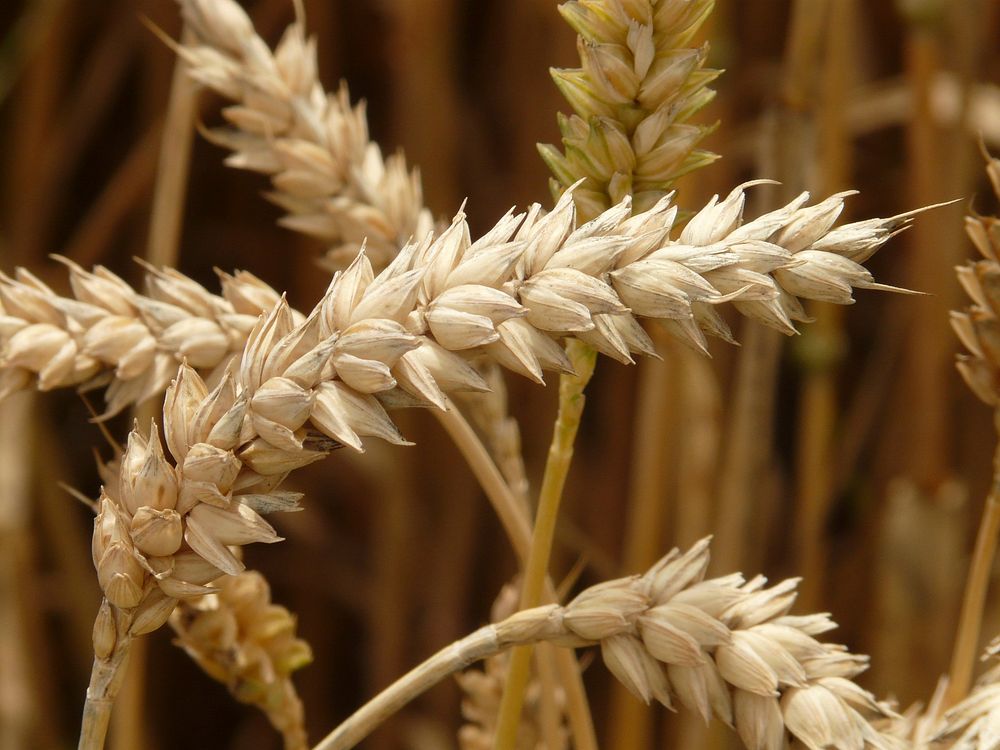 Free wheat crop image, public domain food CC0 photo.