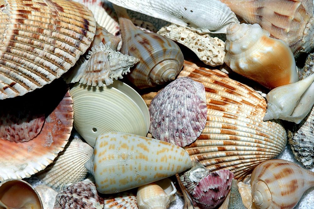 Free Seashells And Clams Image Free Photo Rawpixel CHJpdmF0ZS9zdGF0aWMvaW1hZ2Uvd2Vic2l0ZS8yMDIyLTA0L2xyL3B4MTM2MjY2MC1pbWFnZS1rd3Z3MXVncy5qcGc