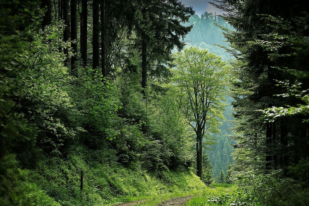Free path into the woods image, public domain nature CC0 photo.