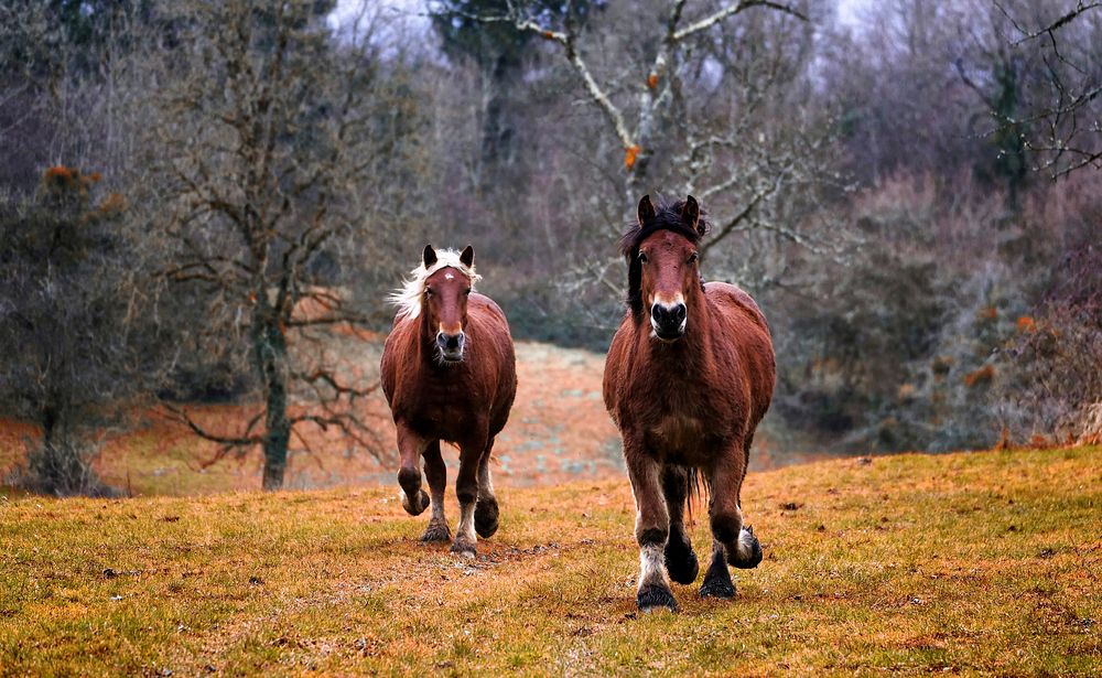 Free horses galloping on meadow image, public domain animal CC0 photo.