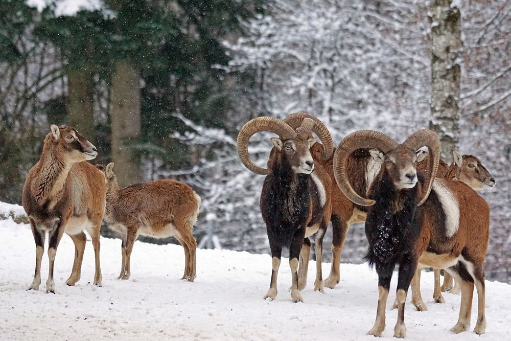 Free European mouflon herd during winter image, public domain animal CC0 photo.