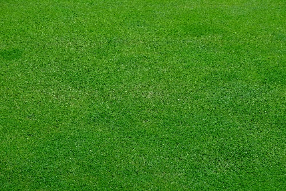 Field of grass, free public domain CC0 photo