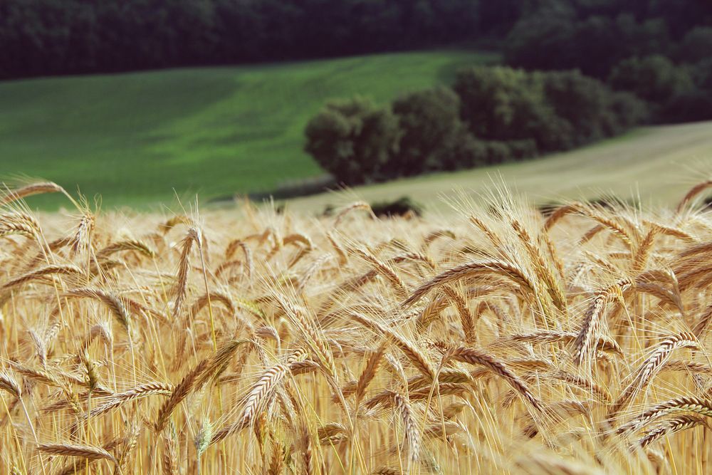 Free wheat crops field image, public domain food CC0 photo.