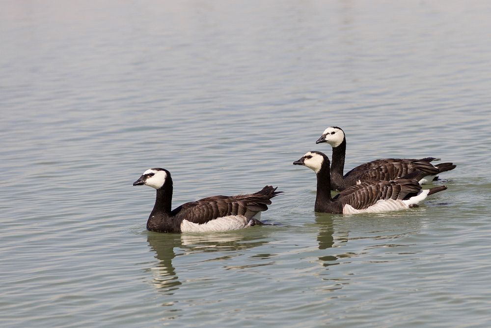 Free group of goose floating on water image, public domain animal CC0 photo.