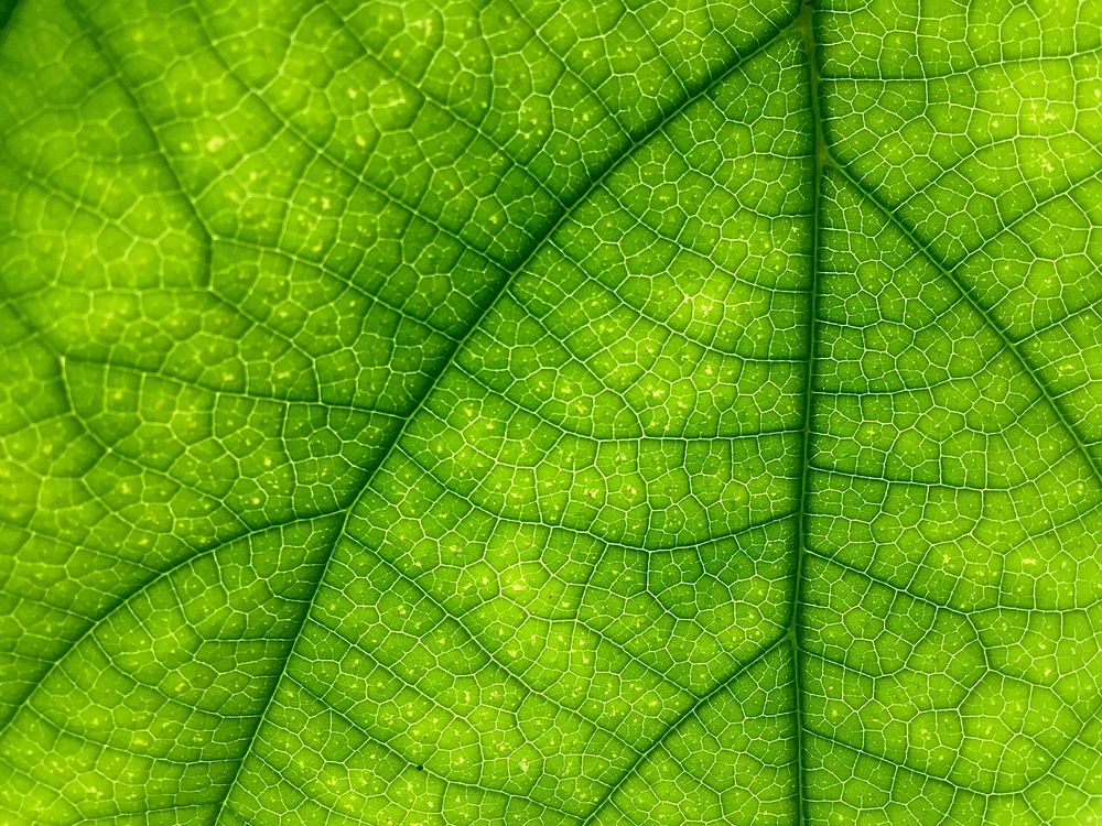 Free green leaf macro image, public domain plant CC0 photo.