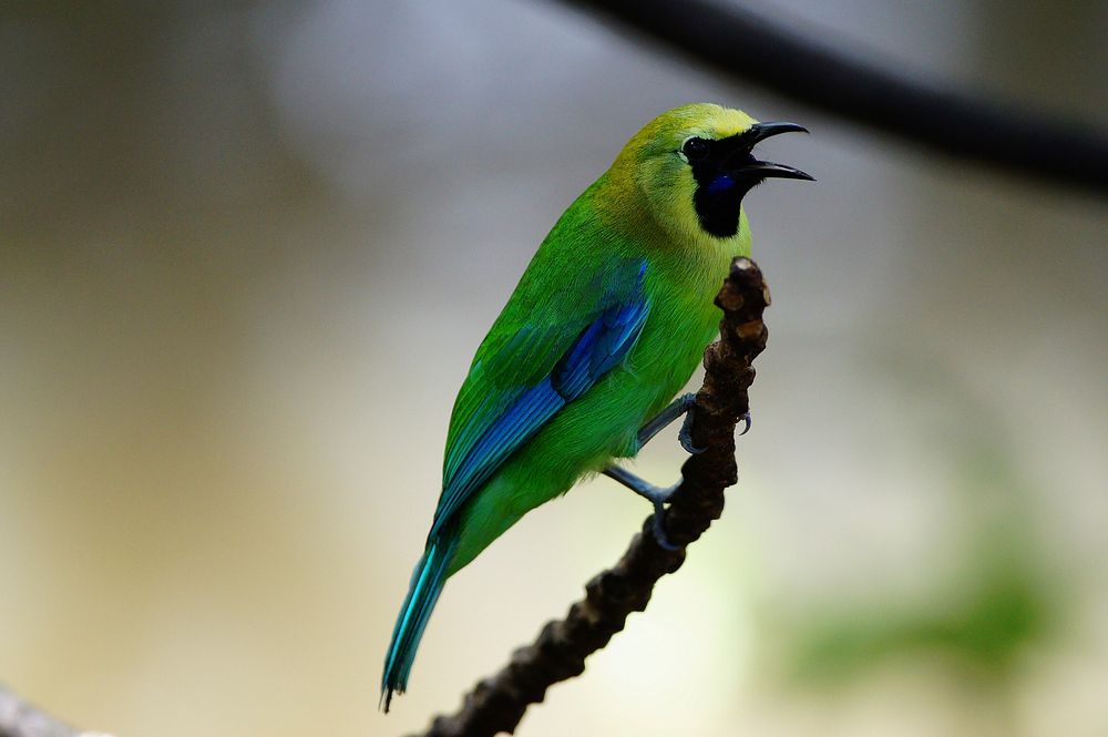 Free green bird image, public domain animal CC0 photo.