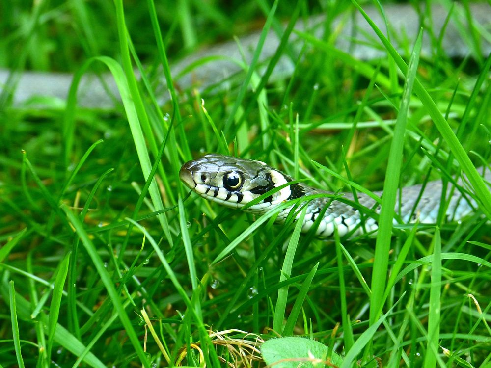 Free lurking snake image, public domain animal CC0 photo.