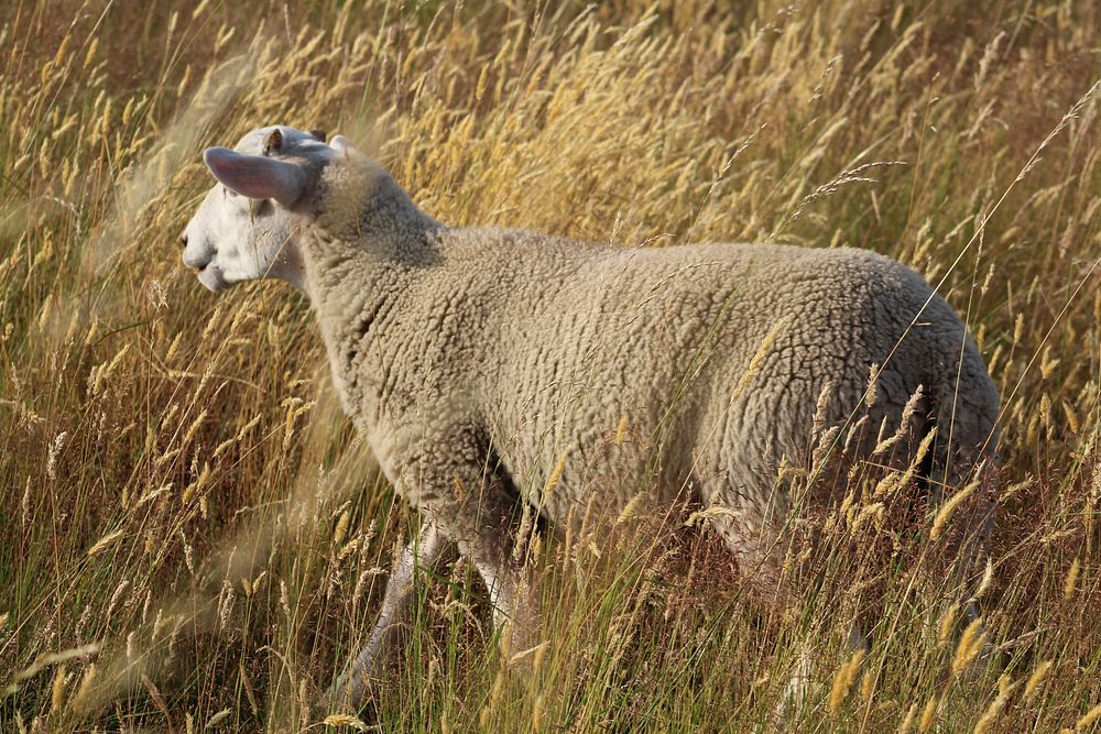 Free sheep image, public domain animal CC0 photo.