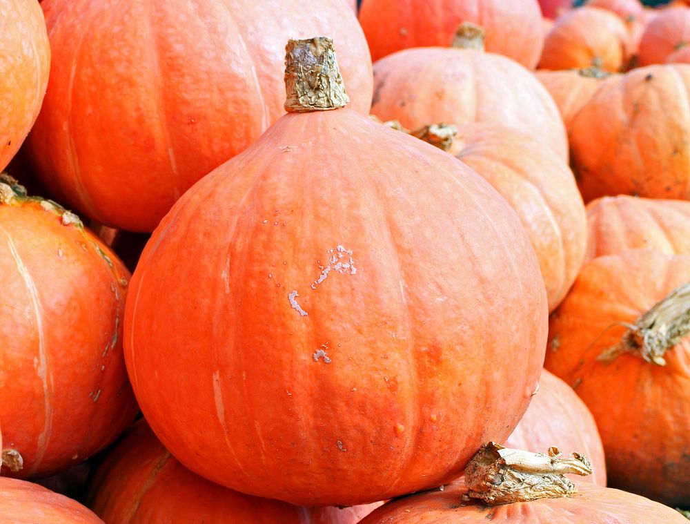 Free close up big orange pumpkin image, public domain vegetable CC0 photo.