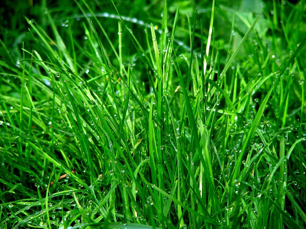 Free grass image, public domain CC0 photo.