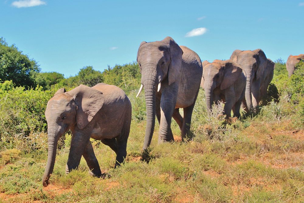 Free African elephant family image, public domain wild animal CC0 photo.
