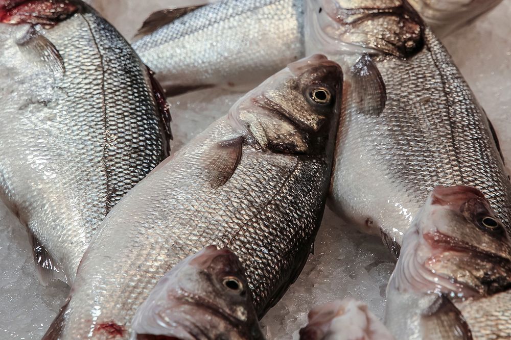 Free mullet fish image, public domain food CC0 photo.