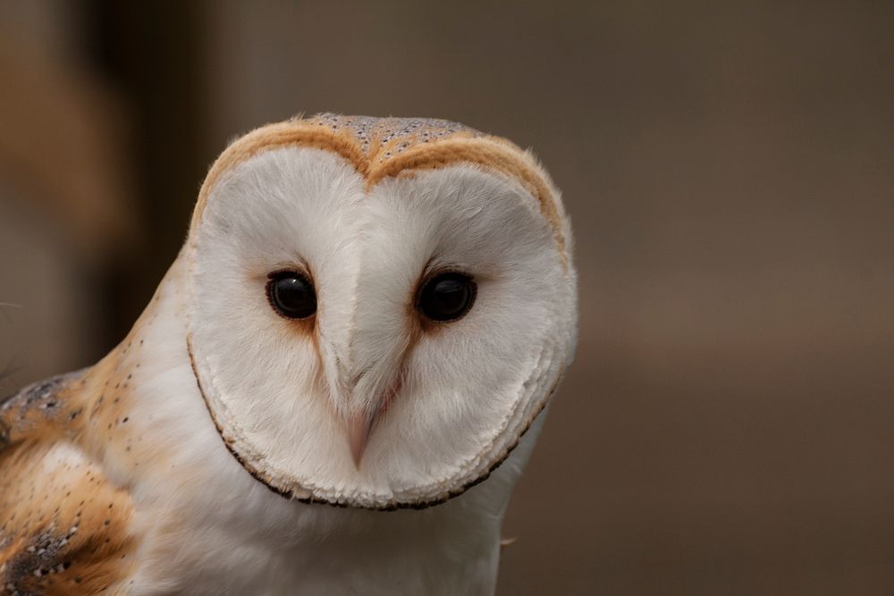 Free close up barn owl's face image, public domain animal CC0 photo.