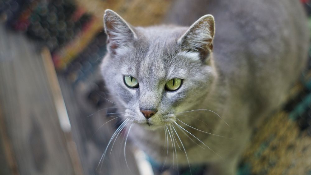 Free british shorthair cat image, public domain CC0 photo.