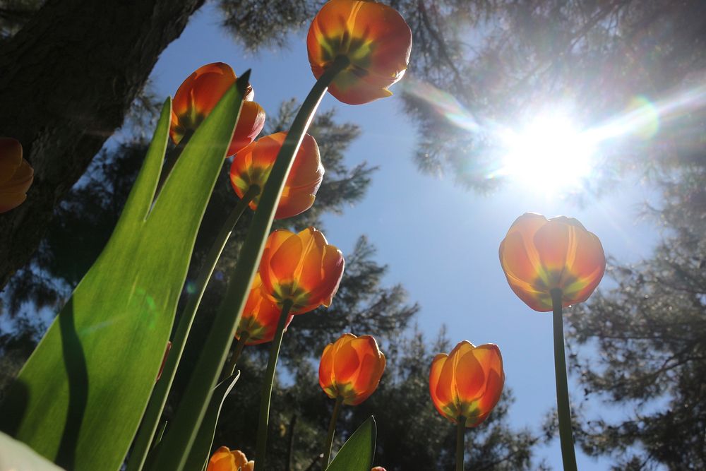 Free orange tulips image, public domain flower CC0 photo.