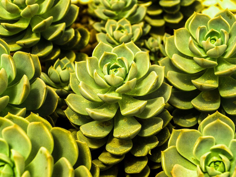 Free succulent image, public domain plant CC0 photo.