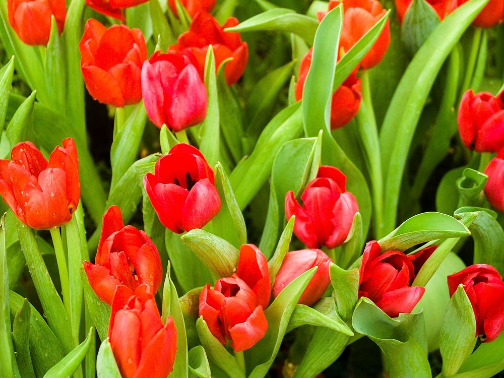 Free red tulips image, public domain flower CC0 photo.